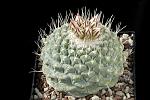 Strombocactus disciformis D. 9 € 78.